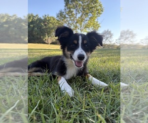 Miniature Australian Shepherd Puppy for sale in TAYLORSVILLE, MS, USA