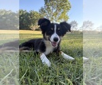 Small Miniature Australian Shepherd