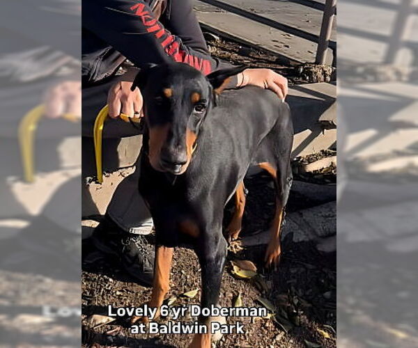 Medium Photo #1 Doberman Pinscher Puppy For Sale in Pasadena, CA, USA