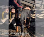 Small Doberman Pinscher
