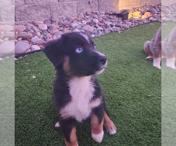 Medium Photo #3 Australian Shepherd Puppy For Sale in CHERRY VALLEY, CA, USA