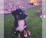 Small #2 Australian Shepherd