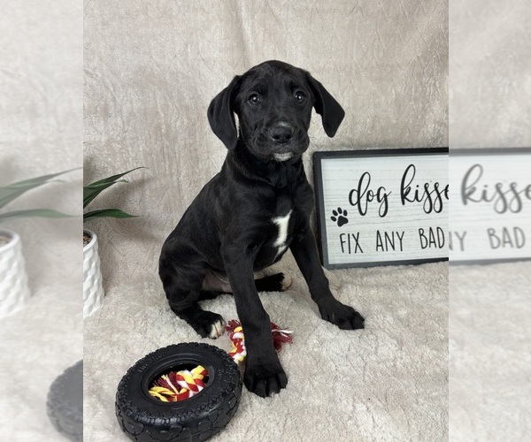 Medium Photo #6 Boxador Puppy For Sale in FRANKLIN, IN, USA