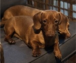 Small Photo #1 Dachshund Puppy For Sale in CONCORDIA, MO, USA