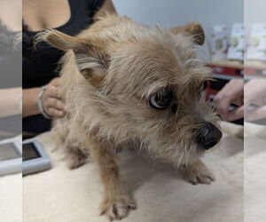 Mutt Dogs for adoption in Chico, CA, USA