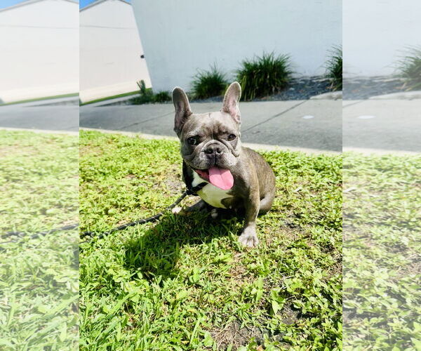Medium Photo #6 French Bulldog Puppy For Sale in Sanford, FL, USA