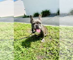 Small Photo #6 French Bulldog Puppy For Sale in Sanford, FL, USA