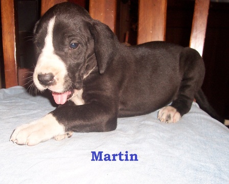 Medium Photo #5 Great Dane Puppy For Sale in SPRAGGS, PA, USA