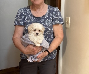 Maltese Puppy for sale in COLUMBIA CITY, IN, USA