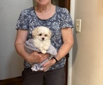 Small Maltese