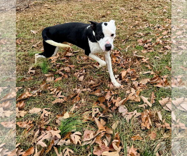 Medium Photo #6 Mutt Puppy For Sale in Rustburg, VA, USA