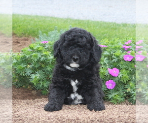Poodle (Miniature)-Sheepadoodle Mix Puppy for sale in STRASBURG, PA, USA