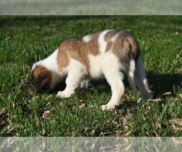 Medium Photo #6 Saint Bernard Puppy For Sale in AVALON, MO, USA