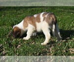 Small Photo #6 Saint Bernard Puppy For Sale in AVALON, MO, USA