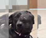 Small #7 Labrador Retriever