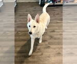 Small #11 white german shepherd Mix