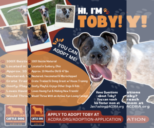 Mutt Dogs for adoption in Garden City, NY, USA