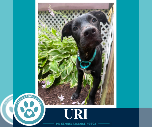 Medium Photo #8 Labrador Retriever-Unknown Mix Puppy For Sale in Kimberton, PA, USA