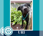 Small #7 Labrador Retriever Mix