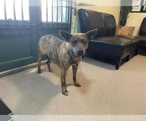 Mutt Dogs for adoption in Pasadena, CA, USA