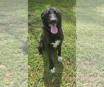 Small #2 Borador