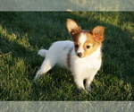 Small Photo #4 Papillon Puppy For Sale in FREDERICKSBURG, OH, USA