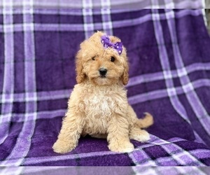 Cavapoo (Miniature) Puppy for sale in LAKELAND, FL, USA