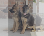 Image preview for Ad Listing. Nickname: Litter of 4