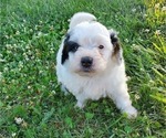 Small #17 Bernedoodle (Miniature)
