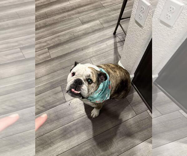 Medium Photo #4 Bulldog-Unknown Mix Puppy For Sale in Incline Village, NV, USA