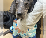 Small #22 Bluetick Coonhound Mix