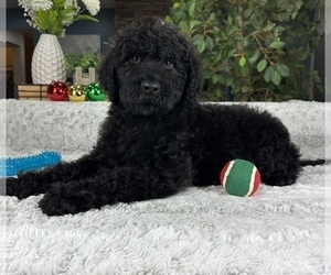 Labradoodle Puppy for sale in GREENFIELD, IN, USA