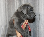Small Photo #2 Cane Corso Puppy For Sale in RAEFORD, NC, USA