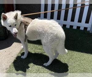 Siberian Husky Dogs for adoption in Modesto, CA, USA