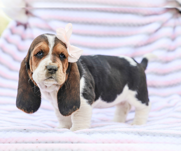 Medium Photo #1 Basset Hound Puppy For Sale in LIBERTY, KY, USA