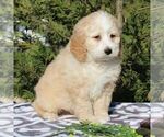 Small Photo #4 Bernedoodle-Poodle (Standard) Mix Puppy For Sale in NARVON, PA, USA