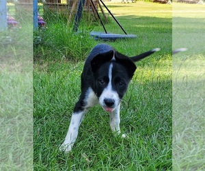 Border Collie Puppy for sale in TIFTON, GA, USA