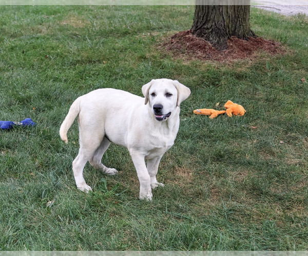 Medium Photo #4 Labrador Retriever Puppy For Sale in SYRACUSE, IN, USA
