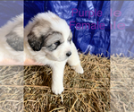 Small Photo #11 Great Pyrenees Puppy For Sale in LINCOLN, MI, USA