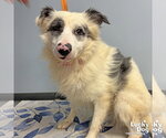 Small #1 Mutt