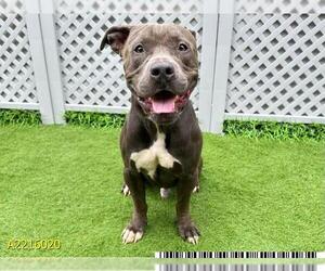 American Pit Bull Terrier Dogs for adoption in West Palm Beach, FL, USA