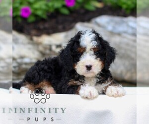 Bernedoodle (Miniature) Puppy for sale in LITITZ, PA, USA