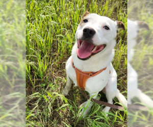 Mutt Dogs for adoption in Brooklyn Center, MN, USA