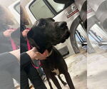 Small #4 Great Dane
