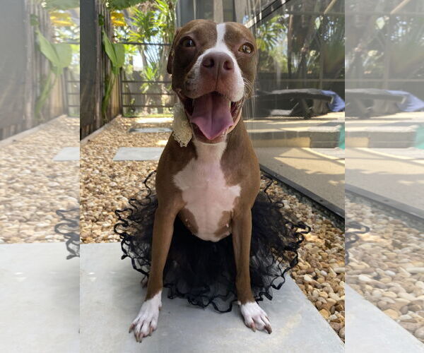 Medium Photo #4 Mutt Puppy For Sale in Miami, FL, USA