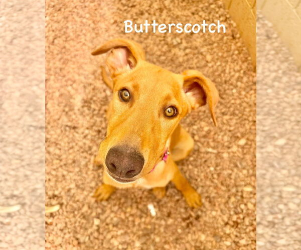 Medium Photo #6 German Pinscher-Unknown Mix Puppy For Sale in Cave Creek, AZ, USA