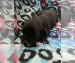 Small Photo #20 Shih Tzu Puppy For Sale in LONGWOOD, FL, USA