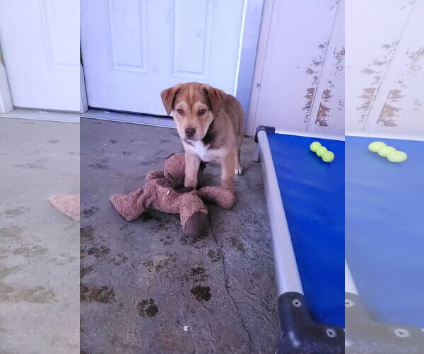 Medium Photo #2 Mastiff-Siberian Husky Mix Puppy For Sale in Sequim, WA, USA