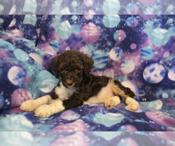 Medium Photo #4 Poodle (Standard) Puppy For Sale in JOICE, IA, USA
