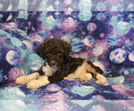 Small Photo #4 Poodle (Standard) Puppy For Sale in JOICE, IA, USA